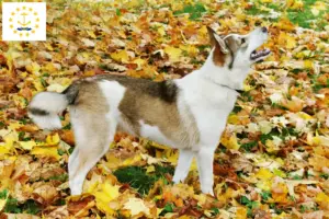Read more about the article Laika breeders and puppies in Rhode Island