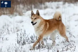 Read more about the article Laika breeders and puppies in South Carolina