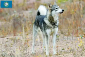 Read more about the article Laika breeders and puppies in South Dakota
