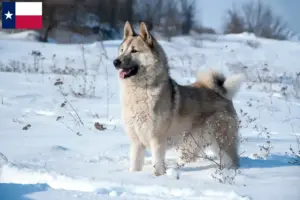 Read more about the article Laika breeders and puppies in Texas