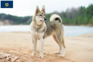 Read more about the article Laika breeders and puppies in Vermont