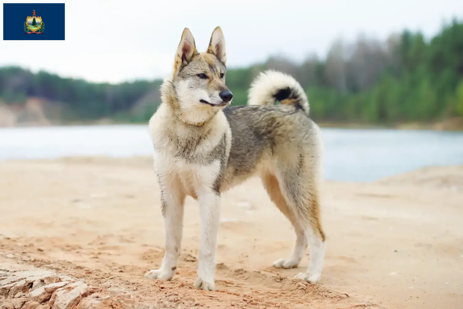 Laika puppies and breeder Vermont Find Laika breeders in Vermont here.