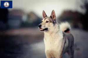 Read more about the article Laika breeders and puppies in Virginia