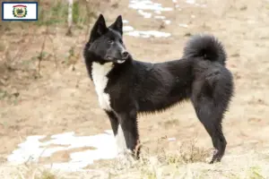 Read more about the article Laika breeders and puppies in West Virginia