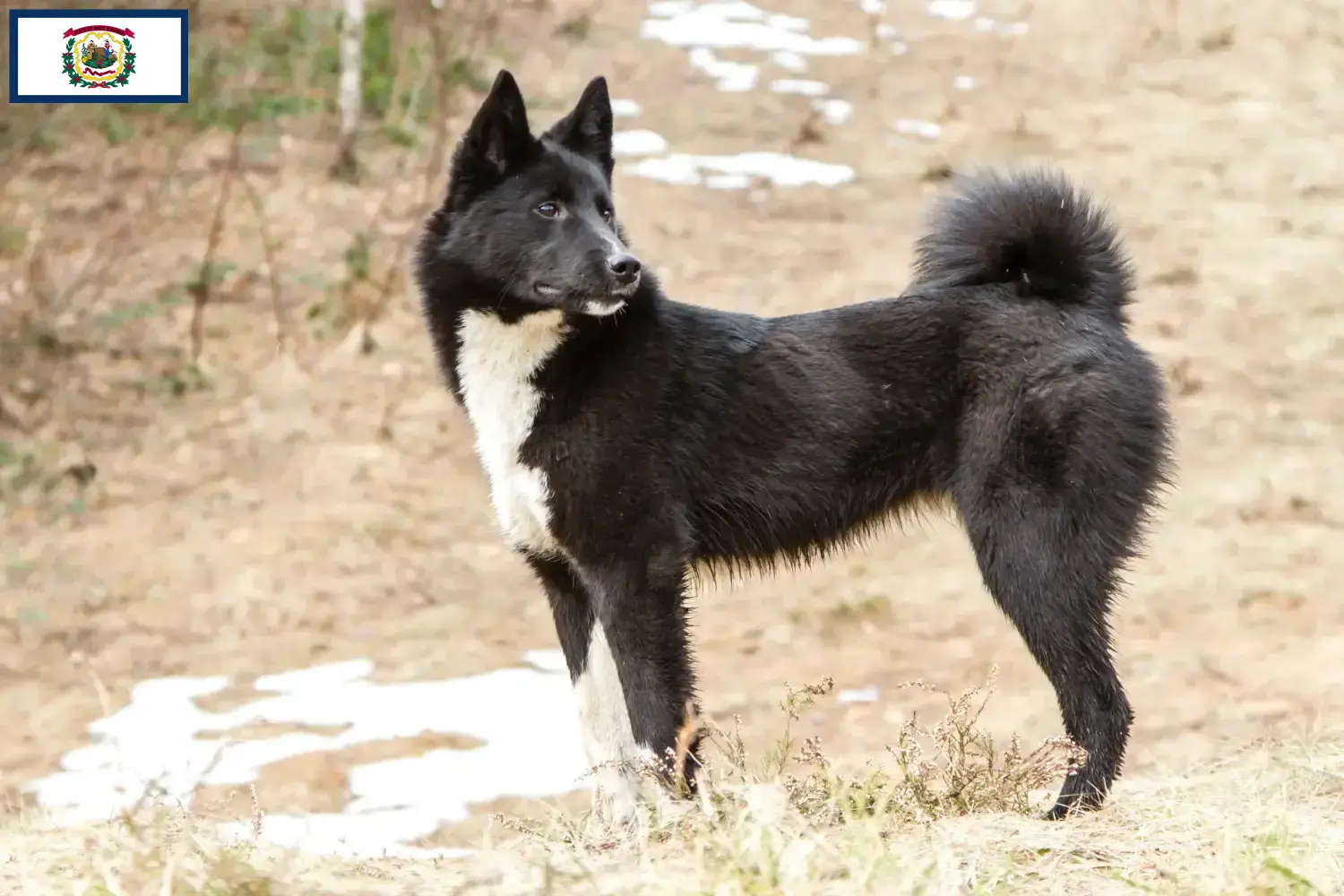 Laika puppies and breeders West Virginia Find Laika breeders in West Virginia here.