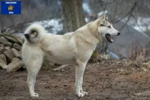 Read more about the article Laika breeders and puppies in Wisconsin