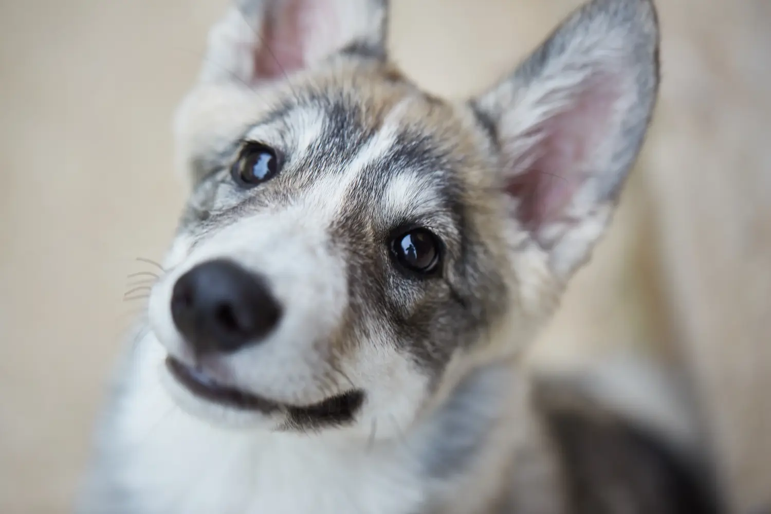Buying a Laika puppy means taking responsibility! Buy Laika puppies.