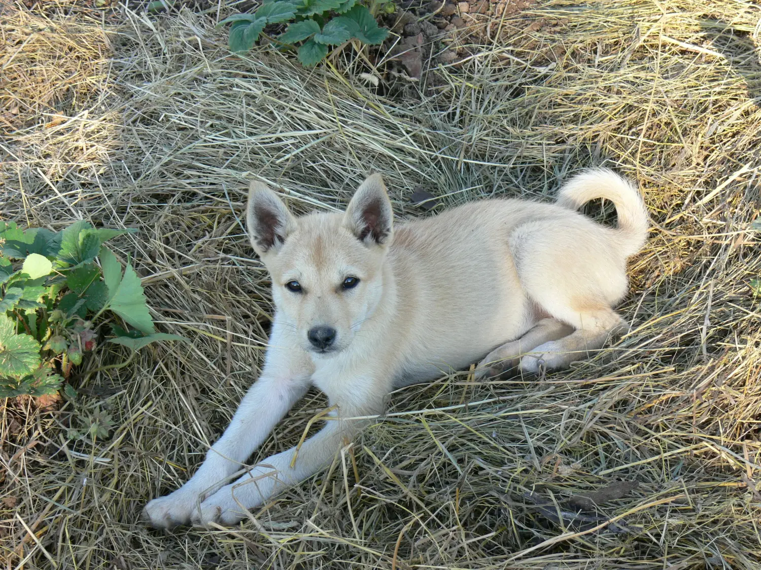 Buying a Laika puppy means taking responsibility! Buy Laika puppies.