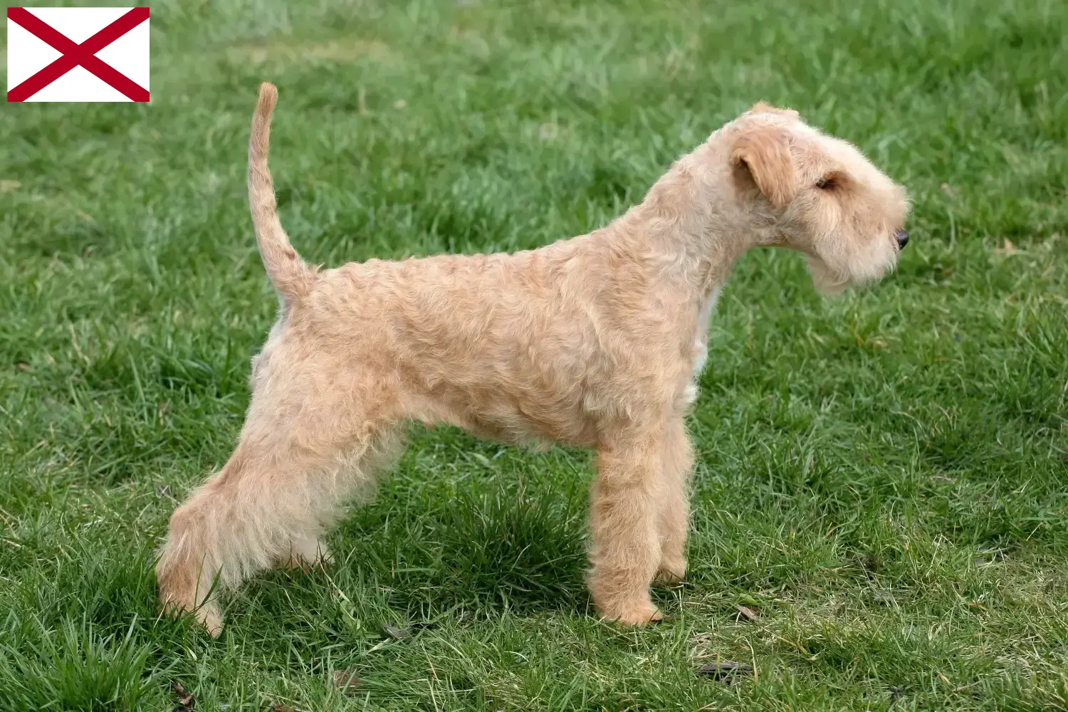 Lakeland Terrier puppies and breeders Alabama Find Lakeland Terrier breeders in Alabama.
