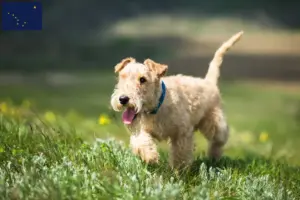 Read more about the article Lakeland Terrier breeders and puppies in Alaska