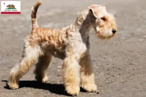 Read more about the article Lakeland Terrier breeders and puppies in California