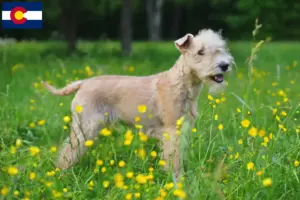 Read more about the article Lakeland Terrier breeders and puppies in Colorado