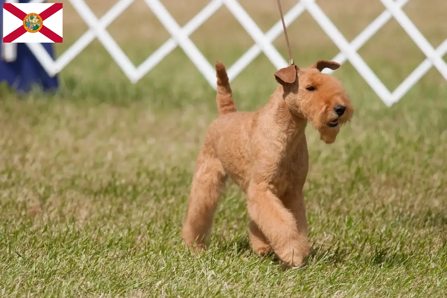 Lakeland Terrier puppies and breeders Florida Find Lakeland Terrier breeders in Florida.