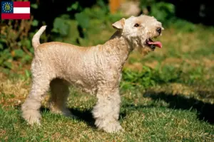 Read more about the article Lakeland Terrier breeders and puppies in Georgia