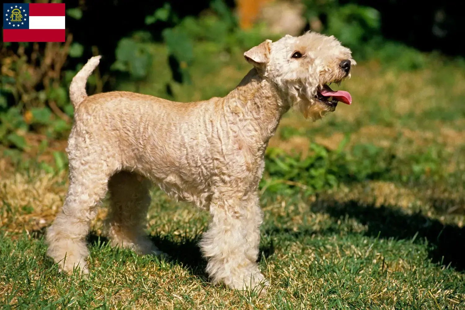 Lakeland Terrier puppies and breeders Georgia Find Lakeland Terrier breeders in Georgia.
