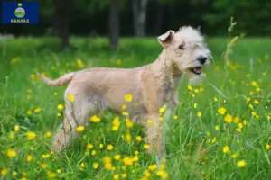 Read more about the article Lakeland Terrier breeders and puppies in Kansas