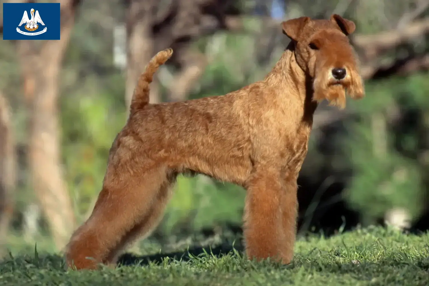 Lakeland Terrier puppies and breeders Louisiana Find Lakeland Terrier breeders in Louisiana.