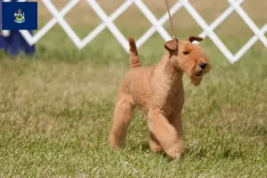 Read more about the article Lakeland Terrier breeders and puppies in Maine