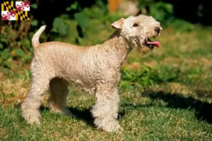 Read more about the article Lakeland Terrier breeders and puppies in Maryland