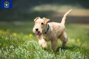 Read more about the article Lakeland Terrier breeders and puppies in Michigan