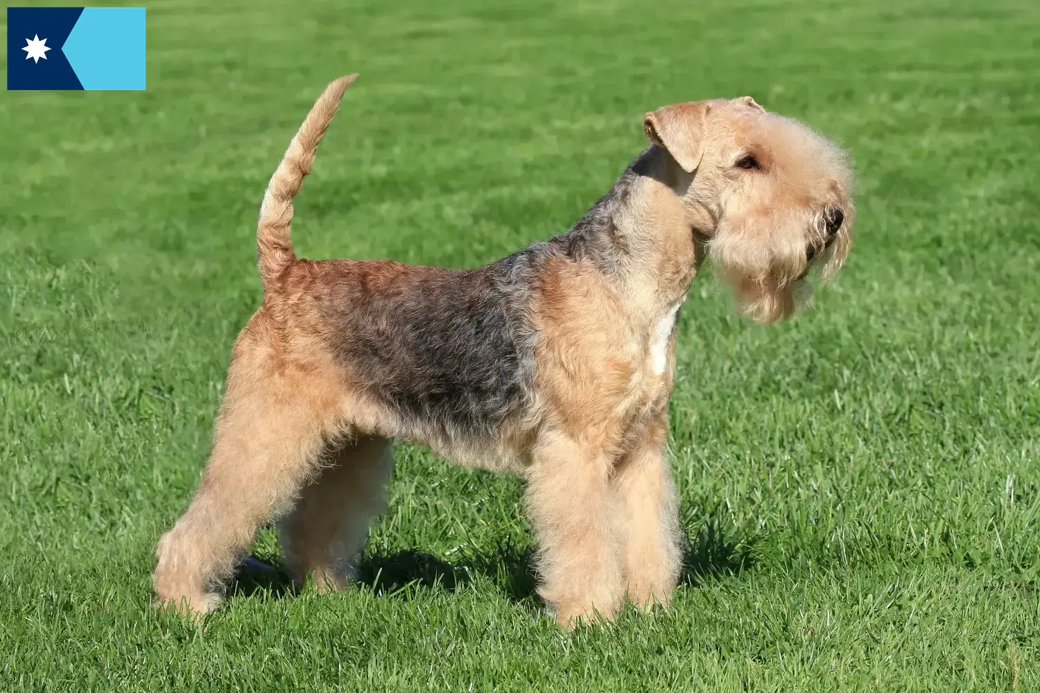 Read more about the article Lakeland Terrier breeders and puppies in Minnesota