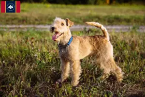 Read more about the article Lakeland Terrier Breeders and Puppies in Mississippi