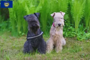Read more about the article Lakeland Terrier breeders and puppies in Nebraska
