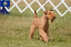 Read more about the article Lakeland Terrier Breeders and Puppies in New Hampshire