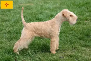 Read more about the article Lakeland Terrier Breeders and Puppies in New Mexico