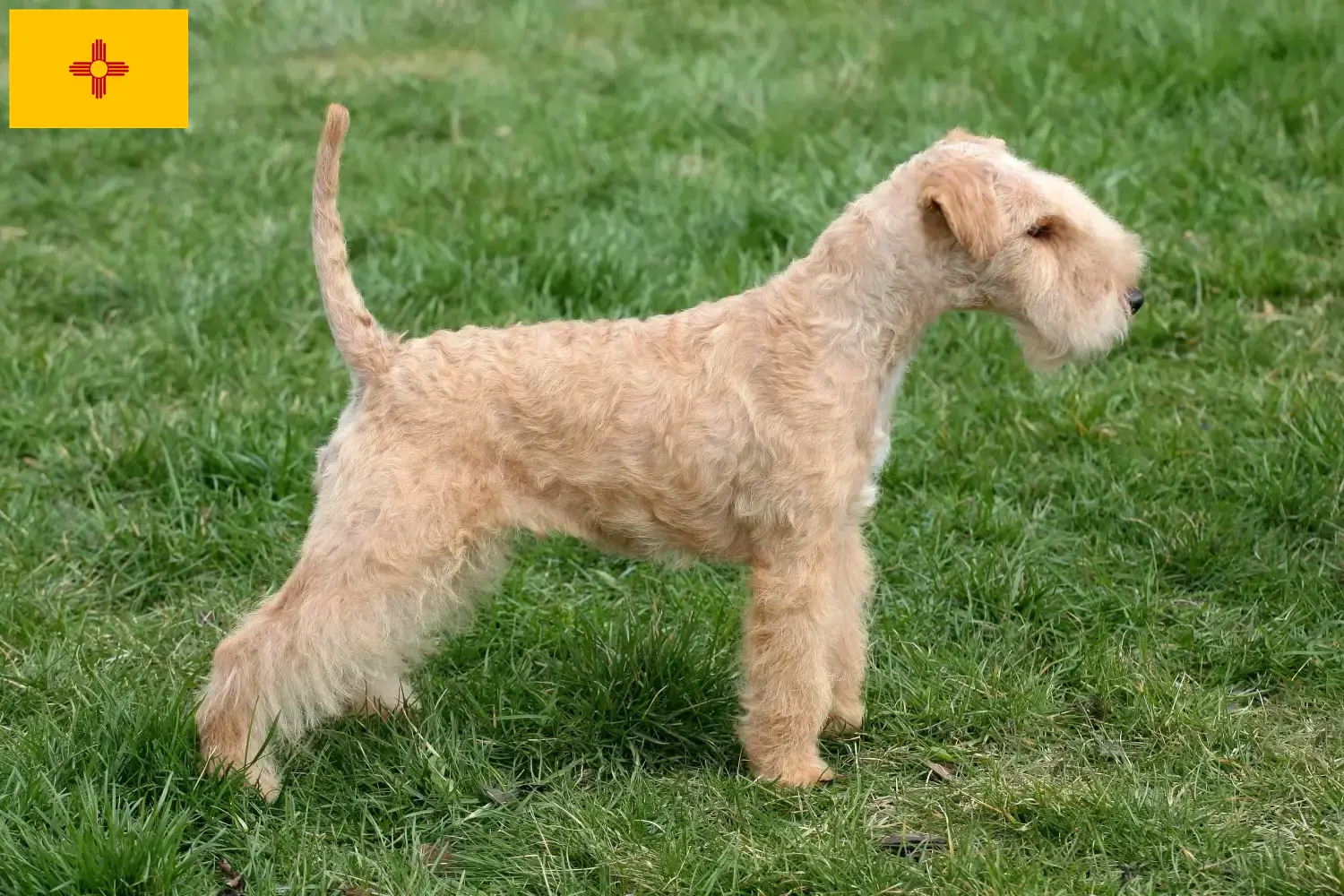 Lakeland Terrier puppies and breeders New Mexico Find Lakeland Terrier breeders in New Mexico.