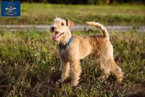 Read more about the article Lakeland Terrier Breeders and Puppies in North Dakota