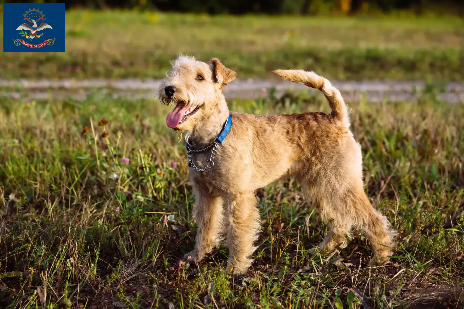 Lakeland Terrier puppies and breeders North Dakota Find Lakeland Terrier breeders in North Dakota.