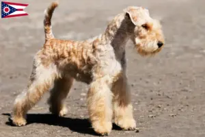 Read more about the article Lakeland Terrier breeders and puppies in Ohio