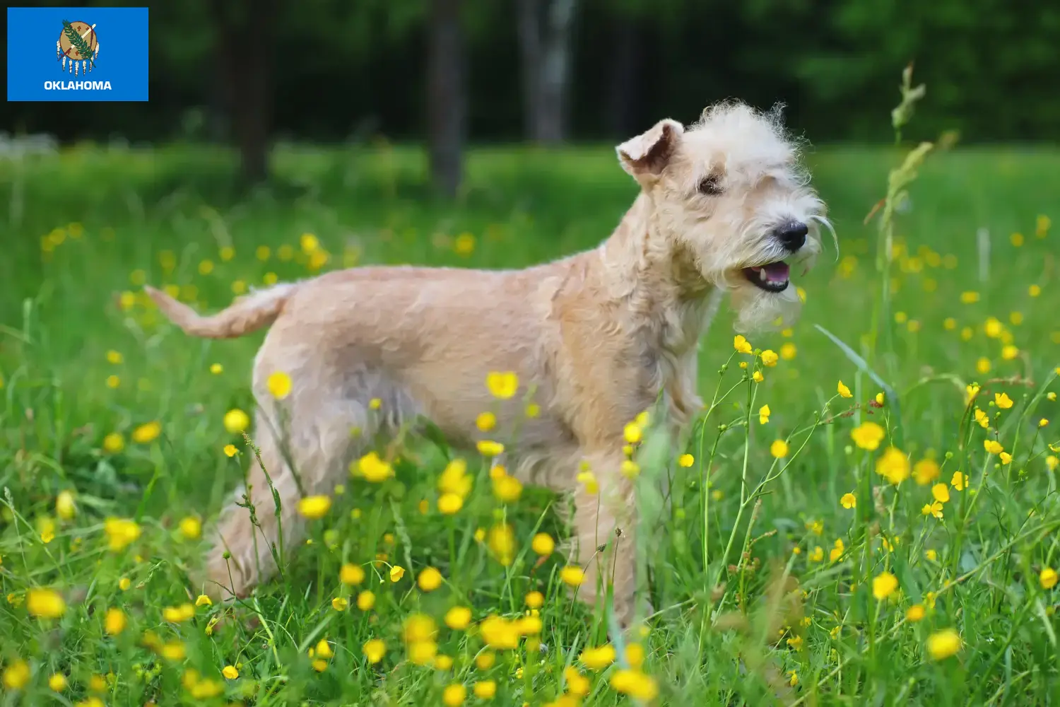 Read more about the article Lakeland Terrier Breeders and Puppies in Oklahoma