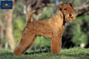 Read more about the article Lakeland Terrier Breeders and Puppies in Pennsylvania