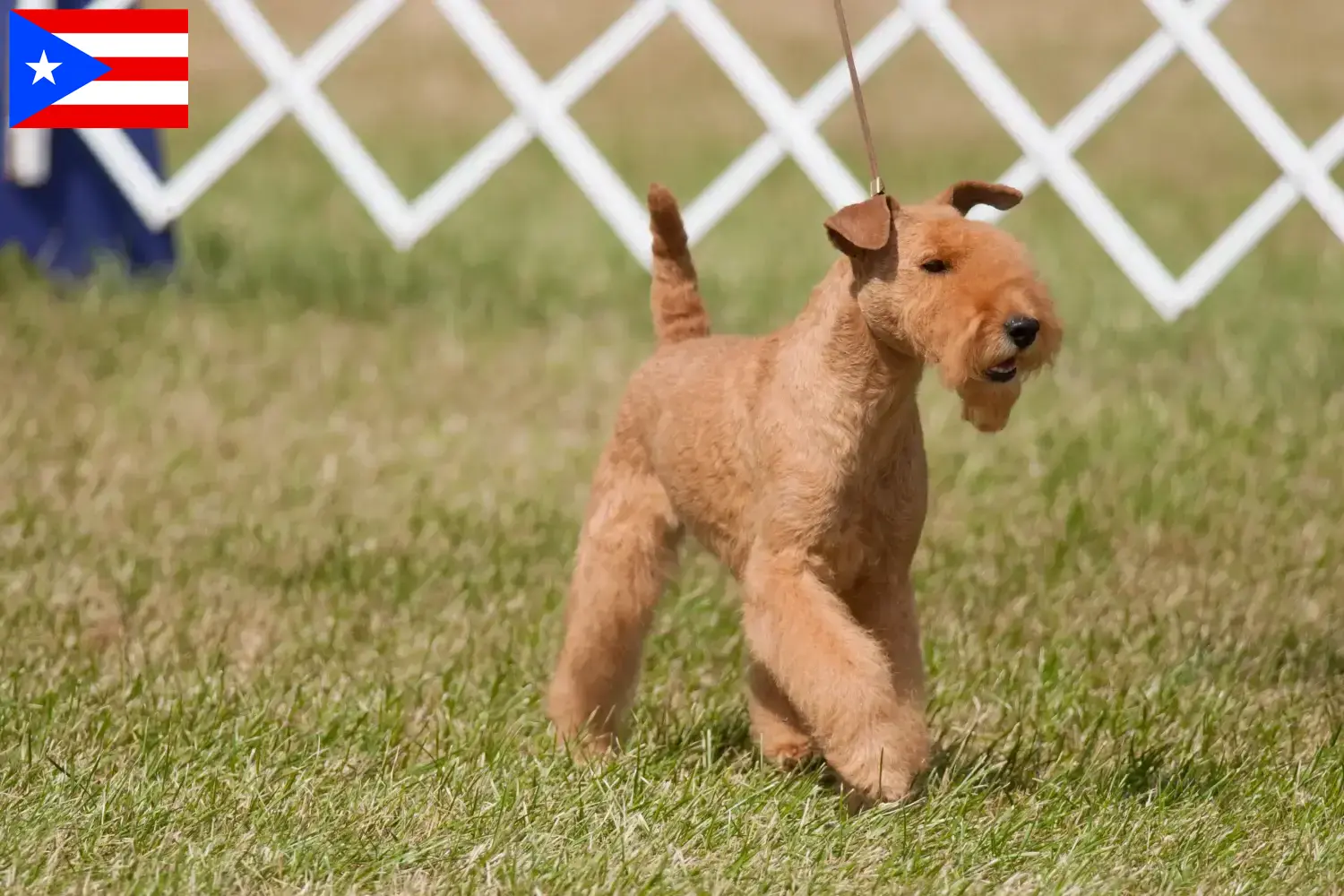 Read more about the article Lakeland Terrier breeders and puppies in Puerto Rico