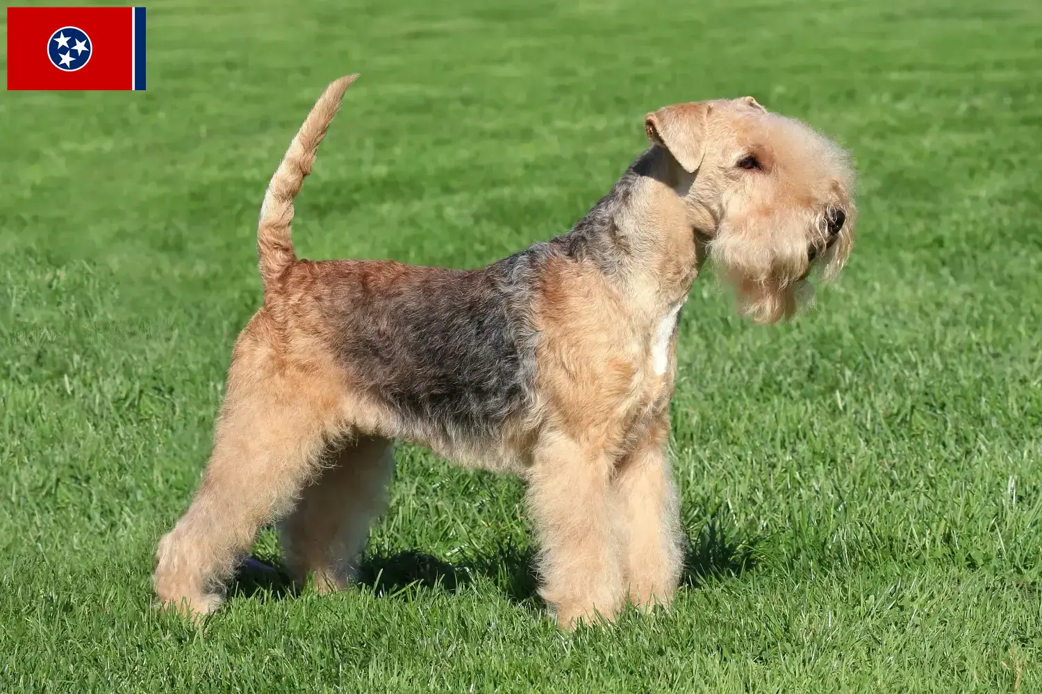 Read more about the article Lakeland Terrier breeders and puppies in Tennessee