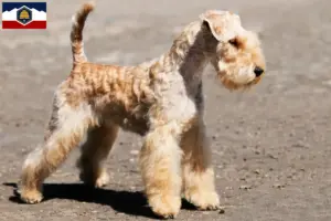 Read more about the article Lakeland Terrier breeders and puppies in Utah
