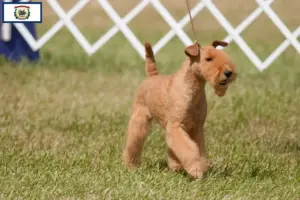 Read more about the article Lakeland Terrier Breeders and Puppies in West Virginia