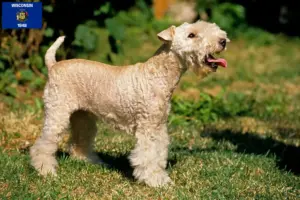 Read more about the article Lakeland Terrier breeders and puppies in Wisconsin