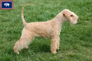 Read more about the article Lakeland Terrier Breeders and Puppies in Wyoming