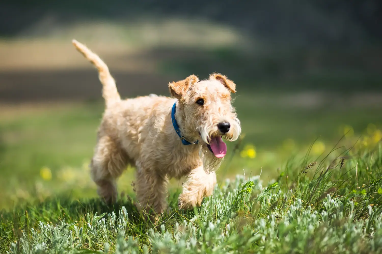 Buying a Lakeland Terrier puppy means taking responsibility! Buy Lakeland Terrier puppies.