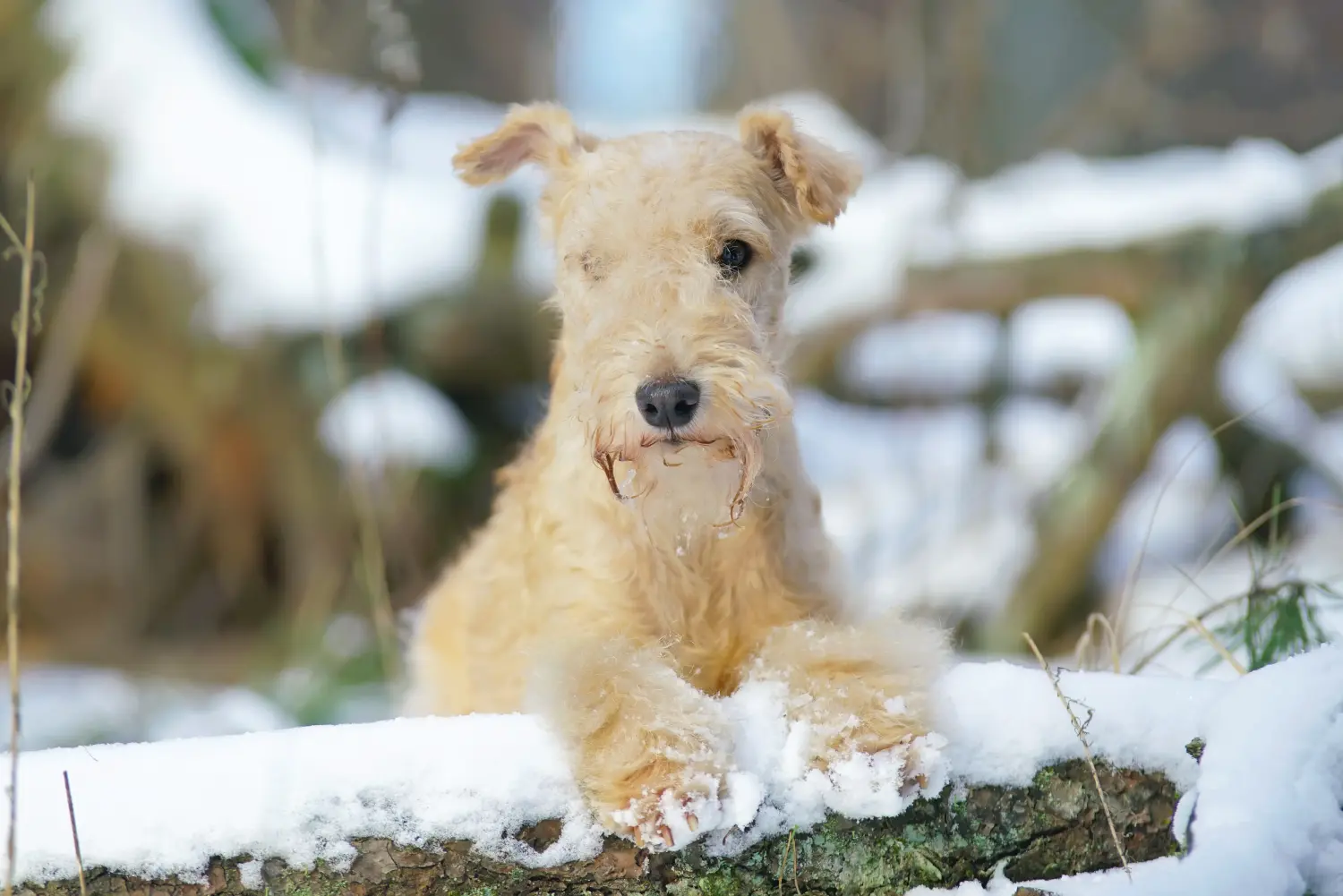 Buying a Lakeland Terrier puppy means taking responsibility! Buy Lakeland Terrier puppies.