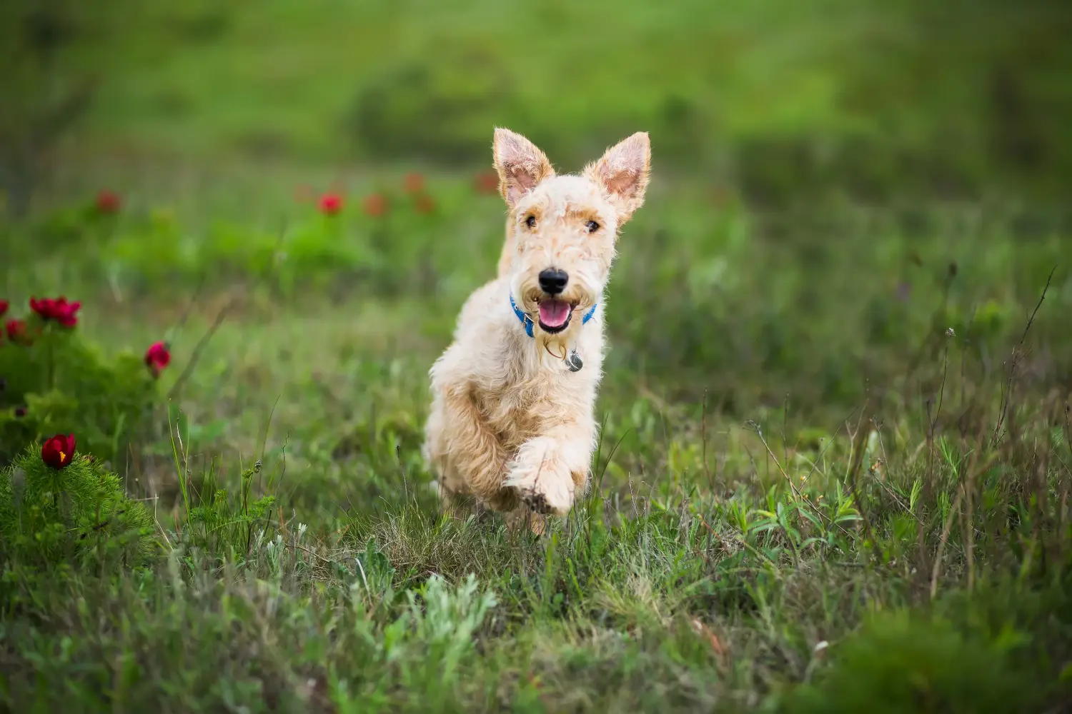 Buying a Lakeland Terrier puppy means taking responsibility! Buy Lakeland Terrier puppies.