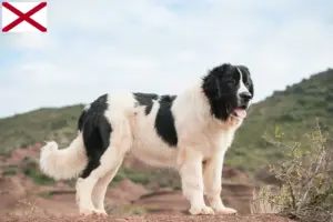 Read more about the article Landseer breeders and puppies in Alabama