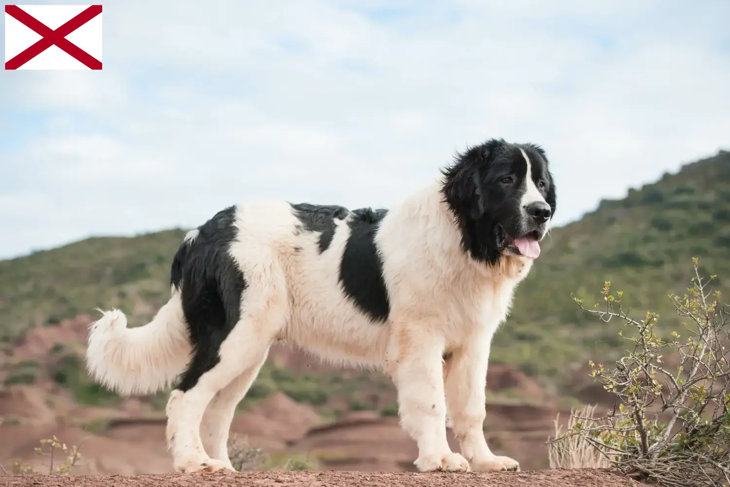 Landseer puppies and breeder Alabama Find Landseer breeders in Alabama here.