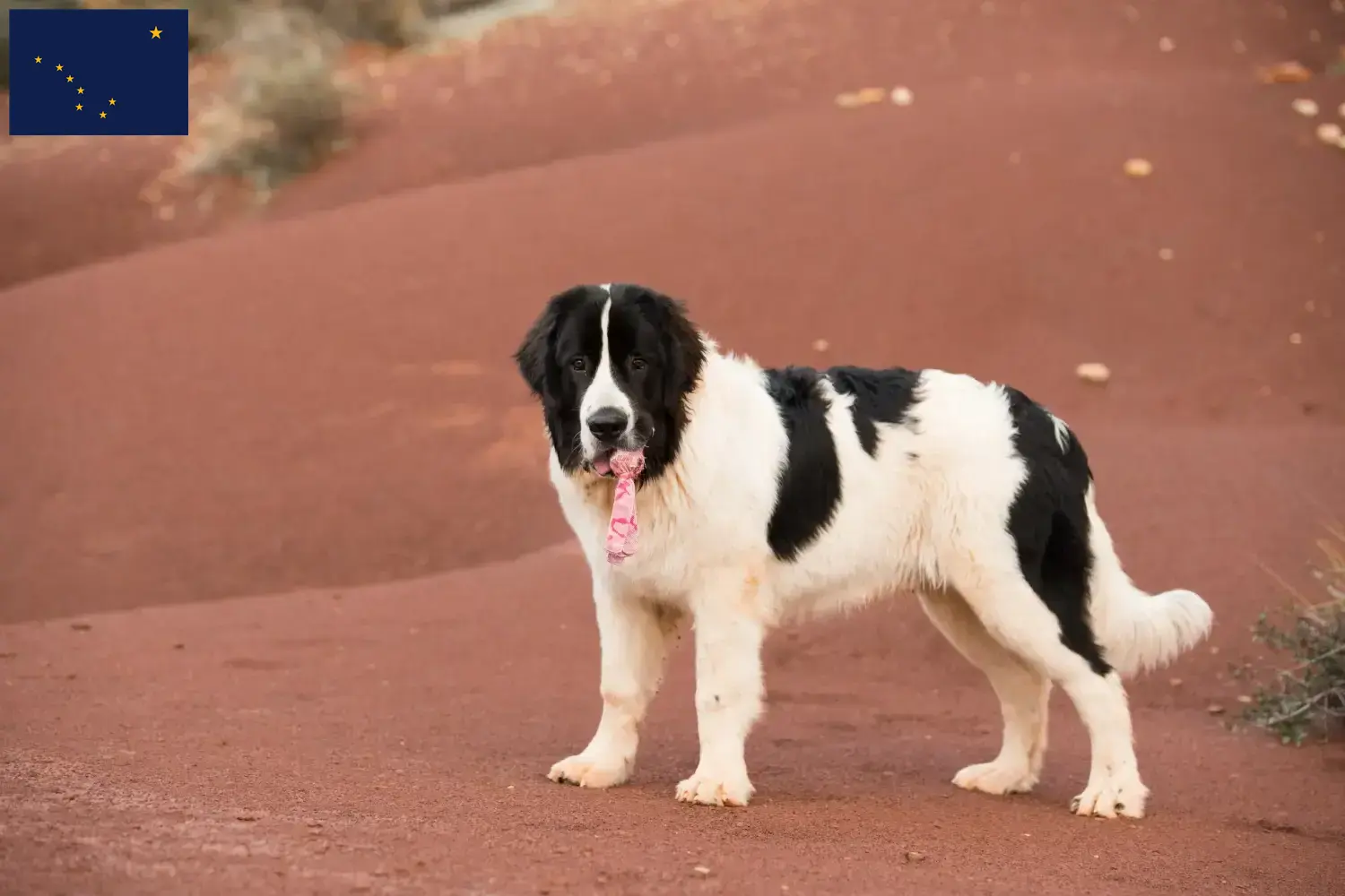 Read more about the article Landseer breeders and puppies in Alaska