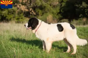 Read more about the article Landseer breeders and puppies in Arizona