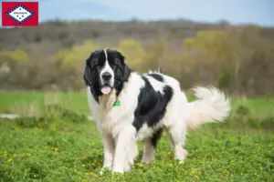 Read more about the article Landseer breeders and puppies in Arkansas
