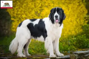 Read more about the article Landseer breeders and puppies in California